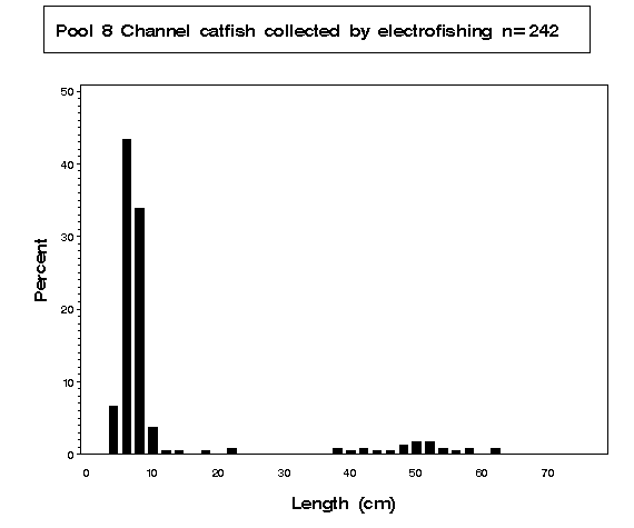 Channel catfish collected by electrofishing