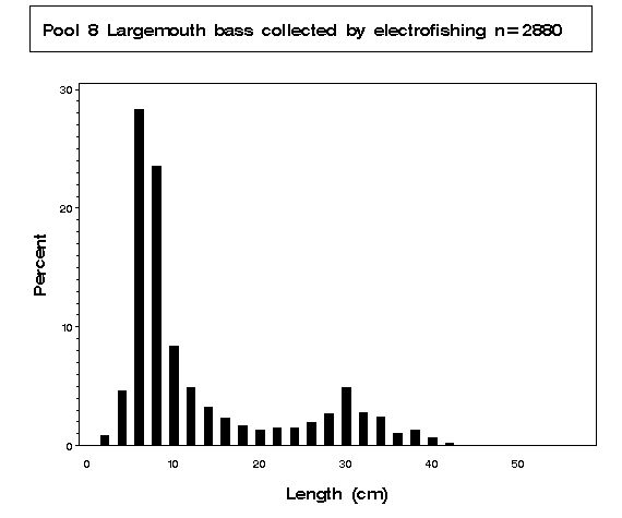 Largemouth bass collected by electrofishing