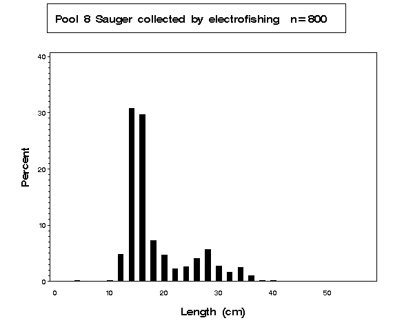 Sauger collected by electrofishing