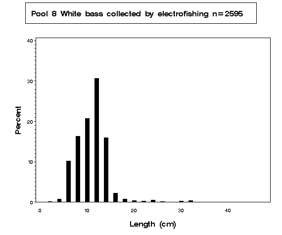 White bass collected by electrofishing