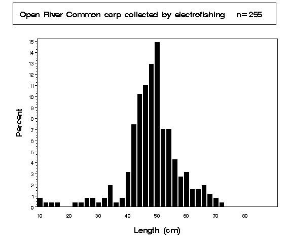 Common carp collected by electrofishing