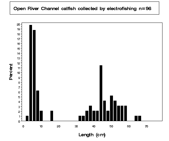 Channel catfish collected by electrofishing