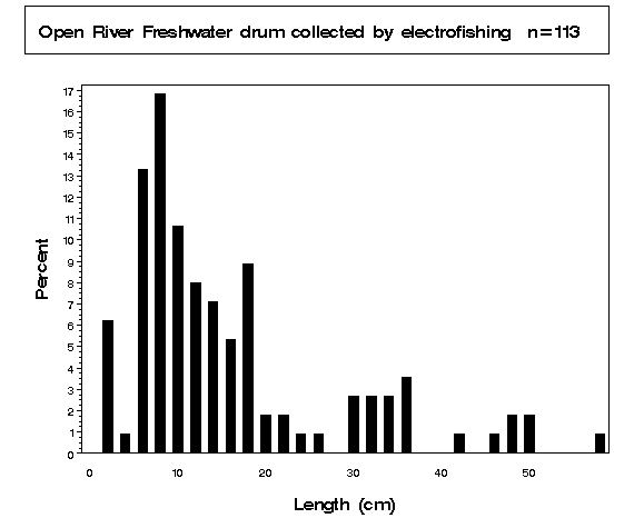 Freshwater drum collected by electrofishing