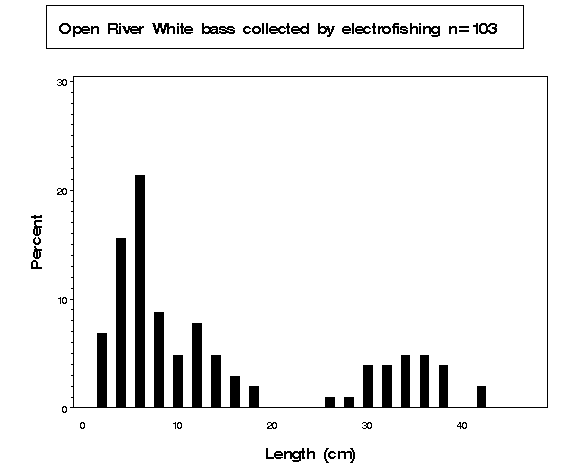 White bass collected by electrofishing