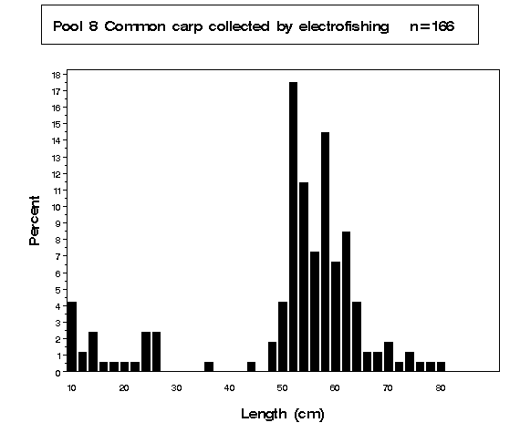 Common carp collected by electrofishing