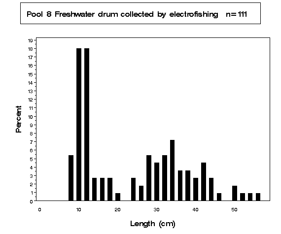 Freshwater drum collected by electrofishing