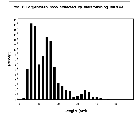 Largemouth bass collected by electrofishing