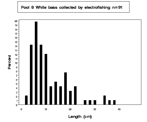 White bass collected by electrofishing