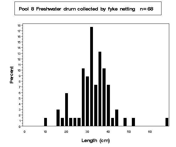 Freshwater drum collected by fyke netting