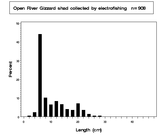 Open River Gizzard shad collected by electrofishing