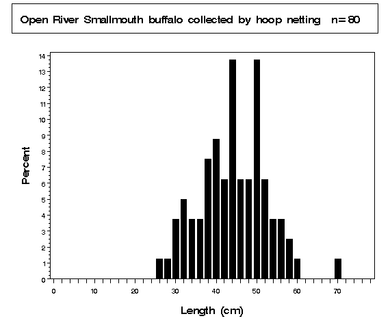 Open River Smallmouth buffalo collected by hoop netting