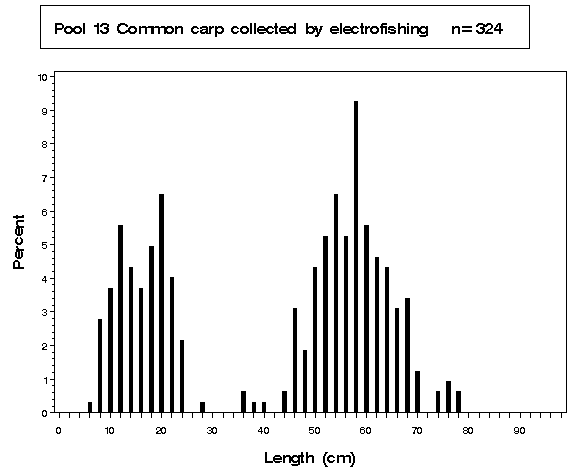 Pool 13 Common carp collected by electrofishing
