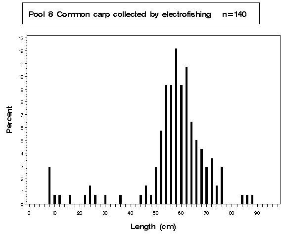 Pool 8 Common carp collected by electrofishing