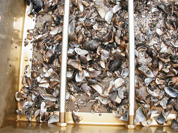 Zebra Mussels