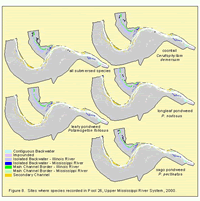 Sites where species were recorded in Pool 26