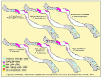 Sites where species were recorded in Pool 4