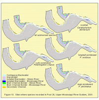 Sites where species were recorded in Pool 26