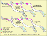 Sites where species were recorded in Pool 4