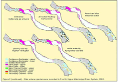 Sites where species were recorded in Pool 4