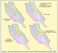 Sites where species were recorded in Pool 5