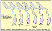 Sites where species were recorded in Pool 13