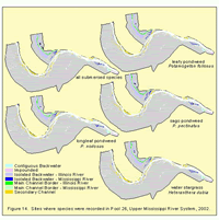 Sites where species were recorded in Pool 26