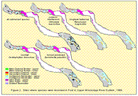 Sites where species were recorded in Pool 4