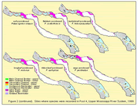 Sites where species were recorded in Pool 4