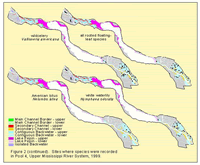 Sites where species were recorded in Pool 4