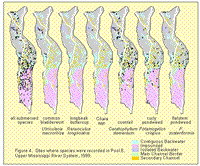 Sites where species were recorded in Pool 8