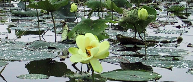 nelumbo