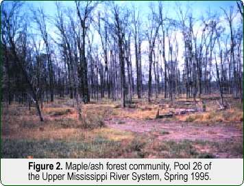 Figure 2. Maple/ash forest community