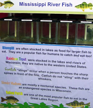 Mississippi River Fish poster