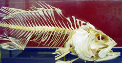 Fish skeleton