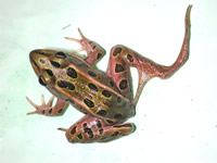 deformed northern leopard frog