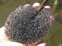 Egg mass of northern leopard frogs