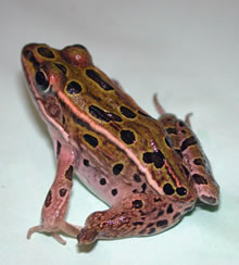 Deformed northern leopard frog