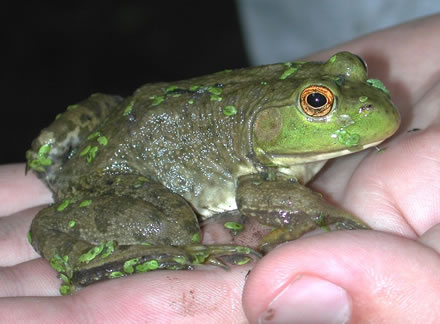 American bullfrog (Rana catesbeiana)