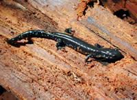 blue-spotted salamander