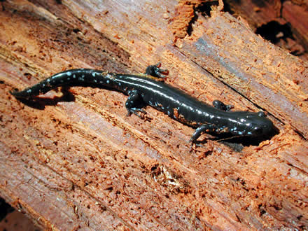 blue-spotted salamander (Ambystoma laterale)