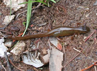 central newt