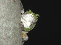 Cope's gray treefrog