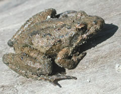 Blanchard's cricket frog