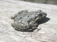 Blanchard’s cricket frog