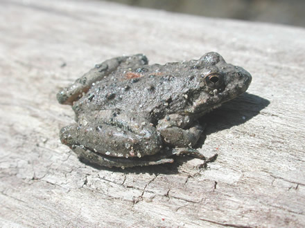 Blanchard’s cricket frog (Acris crepitans blanchardi)