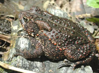 eastern American toad