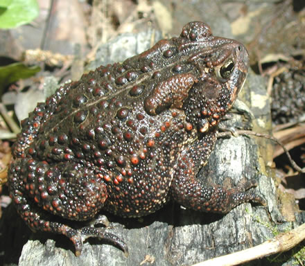 eastern American toad