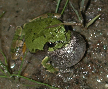 eastern gray treefrog (Hyla versicolor)