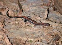 eastern redback salamander