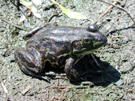 mink frog (Rana septentrionalis)